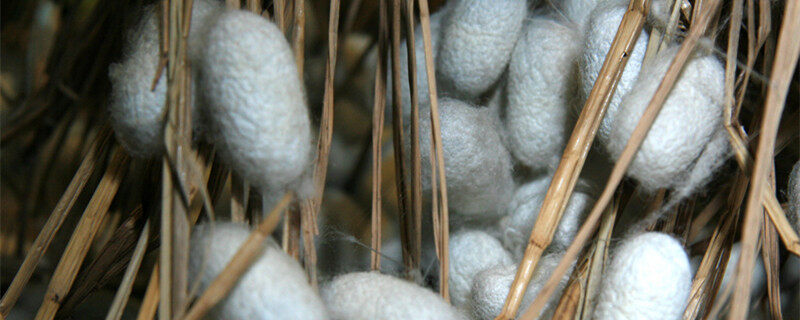 摄图网_501321738_banner_蚕茧 1（企业商用）_副本.jpg