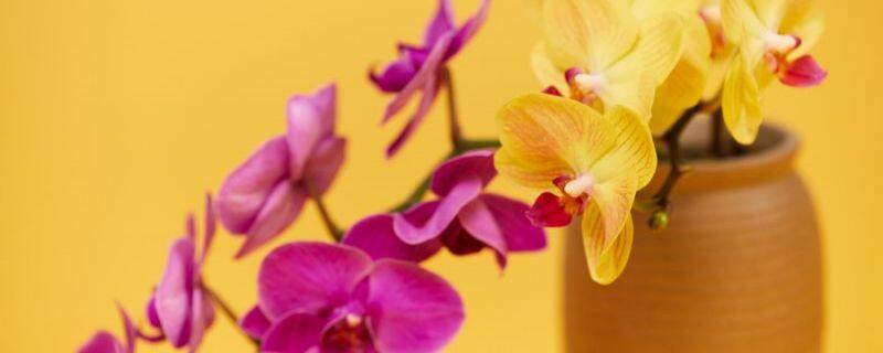 合欢花和蓝花楹的区别