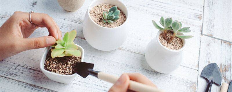 向日葵种子，向日葵几天发芽