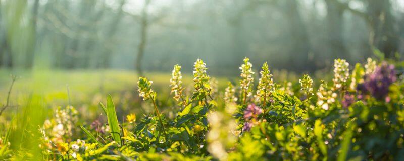 油茶的养殖方法及注意事项