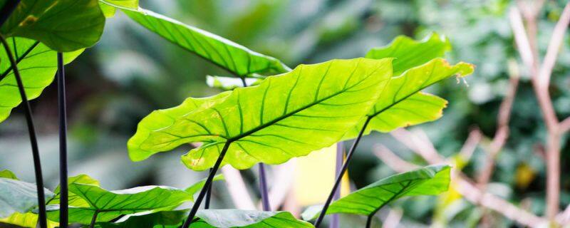 珠芽景天的养殖方法及注意事项