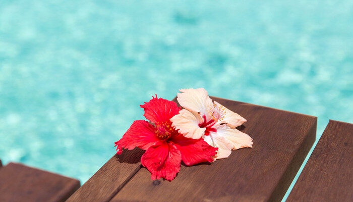 摄图网_300165275_banner_暑假,度假度假美丽的紫色芙蓉花木墩上木墩上美丽的紫色芙蓉花(企业商用)_副本.jpg 摄图网_300165275_banner_暑假,度假度假美丽的紫色芙蓉花木墩上木墩上美丽的紫色芙蓉花(企业商用)_副本.jpg