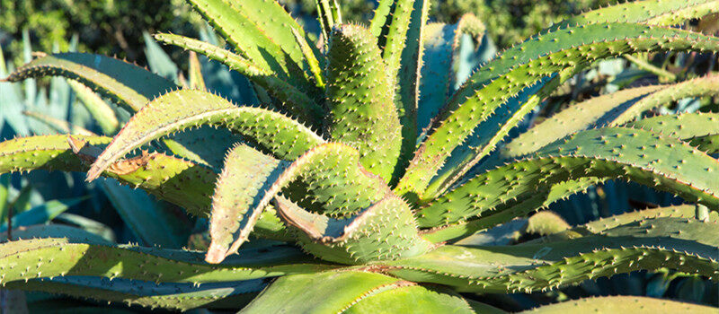 摄图网_300165740_banner_自然,植物学花卉接近芦荟植物生长户外芦荟植物生长户外（企业商用）_2.jpg