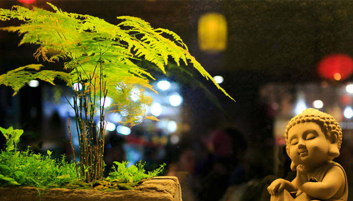 文竹_小沙弥（企业商用）_副本.jpg