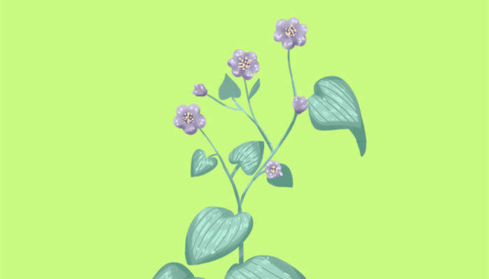 使君子(企业商用)_副本.jpg 使君子(企业商用)_副本.jpg