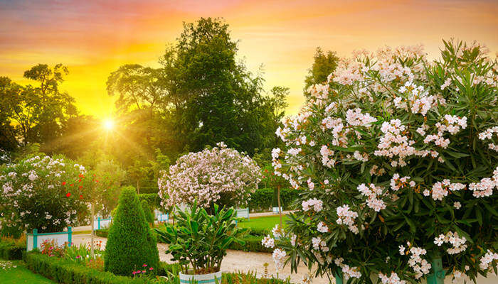 夹竹桃3.jpg 夹竹桃3.jpg