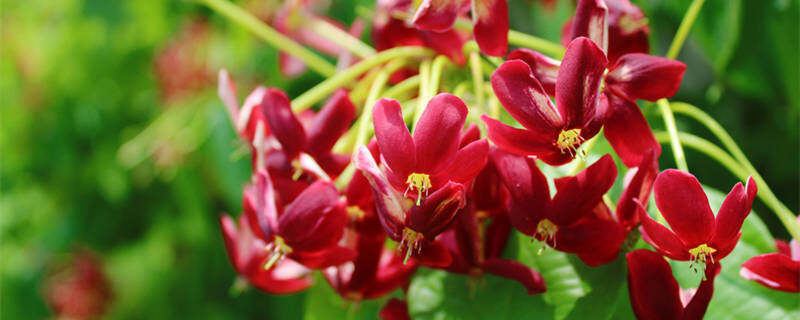 使君子花(企业商用)_副本.jpg 使君子花(企业商用)_副本.jpg