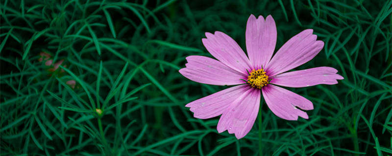 秋英(格桑花)(企业商用)_副本.jpg 秋英(格桑花)(企业商用)_副本.jpg