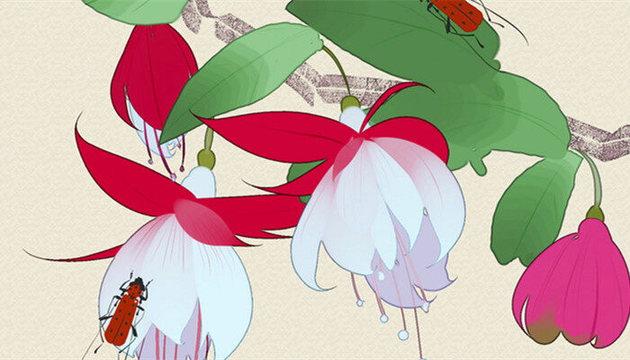 吊钟花3.jpg 吊钟花3.jpg