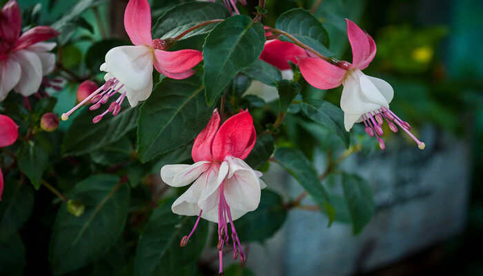 吊钟花4.jpg 吊钟花4.jpg