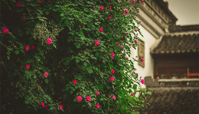 摄图网_501597672_banner_春天的绿色植物蔷薇花与传统建筑（企业商用）_副本.jpg