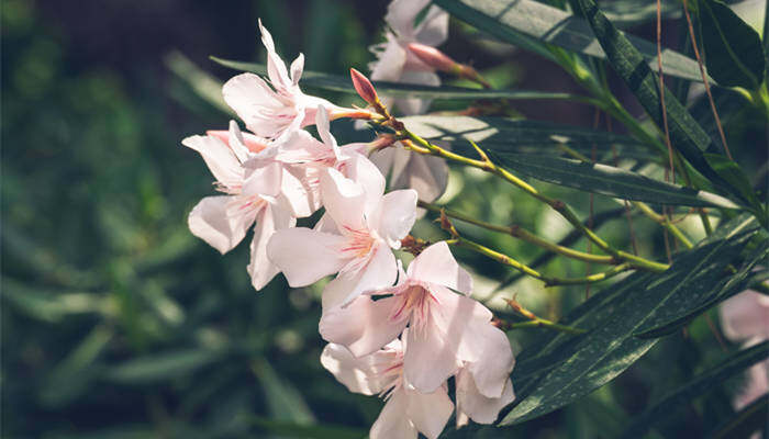 夹竹桃2.jpg 夹竹桃2.jpg