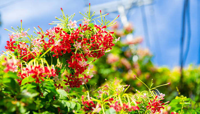 _使君子花(企业商用.jpg _使君子花(企业商用.jpg