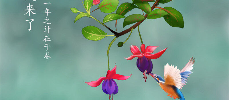 宝莲灯花2.jpg 宝莲灯花2.jpg