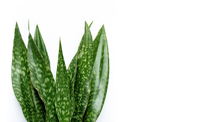 绒叶肖竹芋4.jpg 绒叶肖竹芋4.jpg