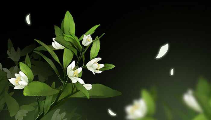 栀子花4.jpg 栀子花4.jpg