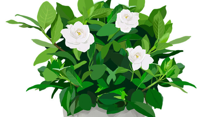 栀子花3.jpg 栀子花3.jpg