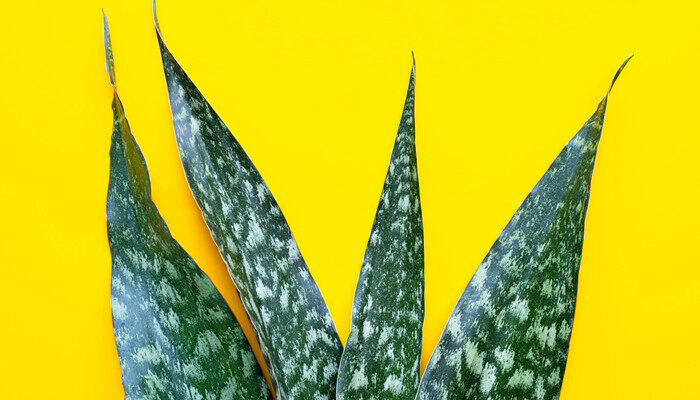 绒叶肖竹芋3.jpg 绒叶肖竹芋3.jpg