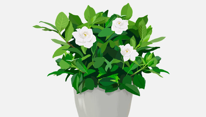 栀子花.jpg 栀子花.jpg