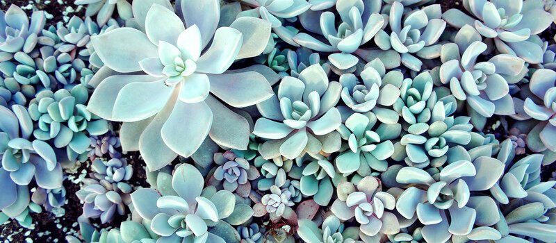 景天科植物2.jpg