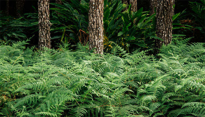 摄图网_303611847_热带森林植物壁纸phuKradeng公园loeithalnd（企业商用）.jpg