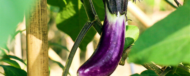 茄子2_副本.jpg 茄子2_副本.jpg