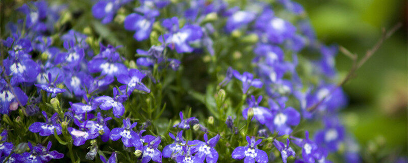 摄图网_500453697_banner_夏日盛开的花朵（企业商用）2.jpg