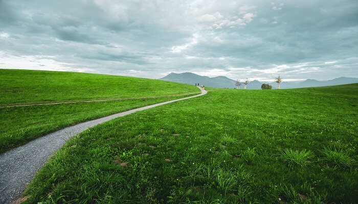森林绿草雨后小径 (1).jpg