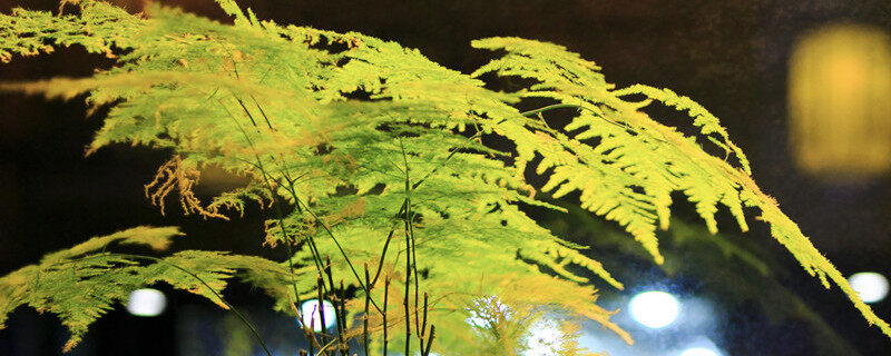 摄图网_500581867_banner_文竹(企业商用)_2_副本.jpg 摄图网_500581867_banner_文竹(企业商用)_2_副本.jpg