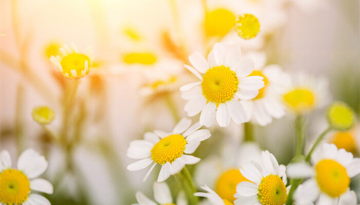 摄图网_501723184_banner_新鲜洋甘菊(企业商用)_副本.jpg 摄图网_501723184_banner_新鲜洋甘菊(企业商用)_副本.jpg