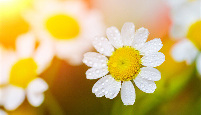 摄图网_501723186_banner_新鲜洋甘菊(企业商用)_副本.jpg 摄图网_501723186_banner_新鲜洋甘菊(企业商用)_副本.jpg