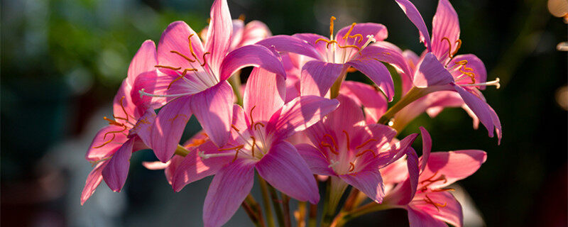 韭兰风雨花2.jpg 韭兰风雨花2.jpg