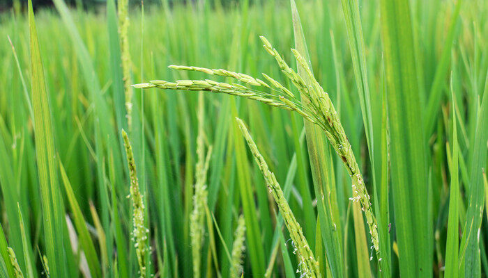 摄图网_501367303_banner_稻花(企业商用)_副本.jpg 摄图网_501367303_banner_稻花(企业商用)_副本.jpg