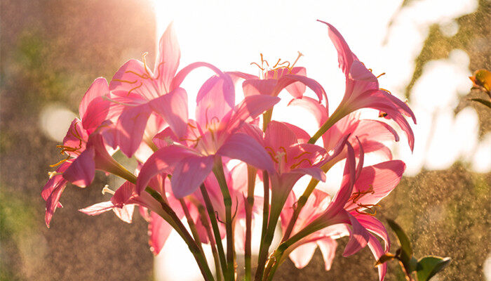 韭兰风雨花4.jpg 韭兰风雨花4.jpg