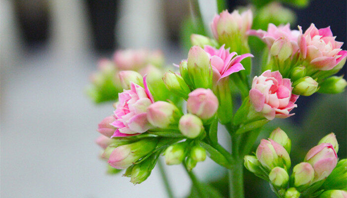 花期4.jpg