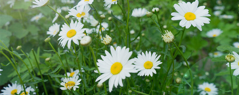 小菊花 (3).jpg 小菊花 (3).jpg