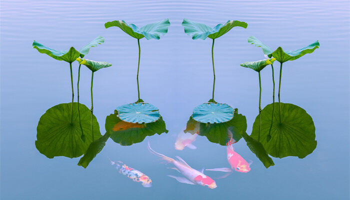 荷花、莲花、水面2.jpg 荷花、莲花、水面2.jpg