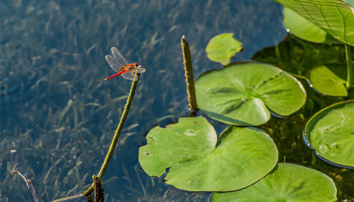 荷花、莲花、水面.jpg 荷花、莲花、水面.jpg
