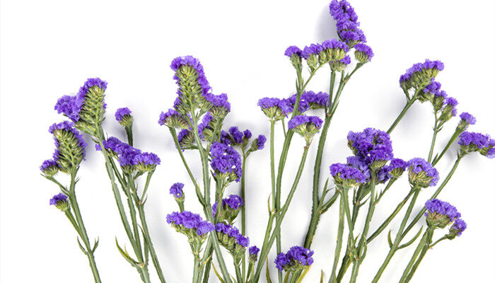 勿忘草3.jpg 勿忘草3.jpg