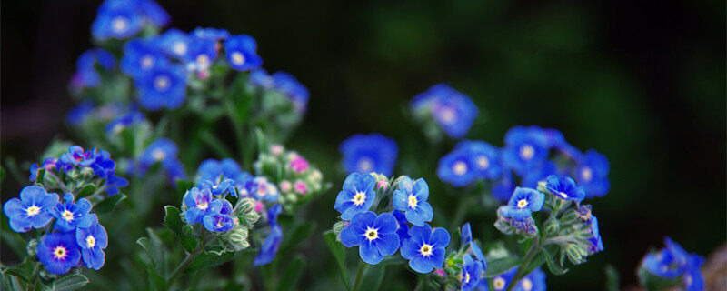 勿忘草1.jpg 勿忘草1.jpg