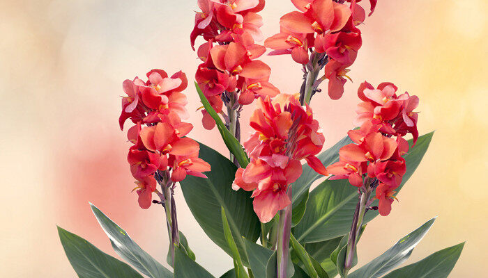 摄图网_300090568_banner_红色美人蕉百合花的花朵红色美人蕉百合(企业商用)_副本.jpg 摄图网_300090568_banner_红色美人蕉百合花的花朵红色美人蕉百合(企业商用)_副本.jpg