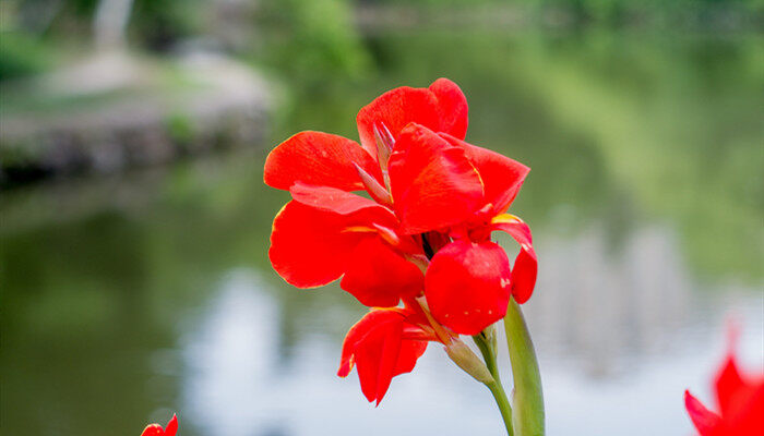 摄图网_500445904_banner_红色的美人蕉(企业商用)_副本.jpg 摄图网_500445904_banner_红色的美人蕉(企业商用)_副本.jpg