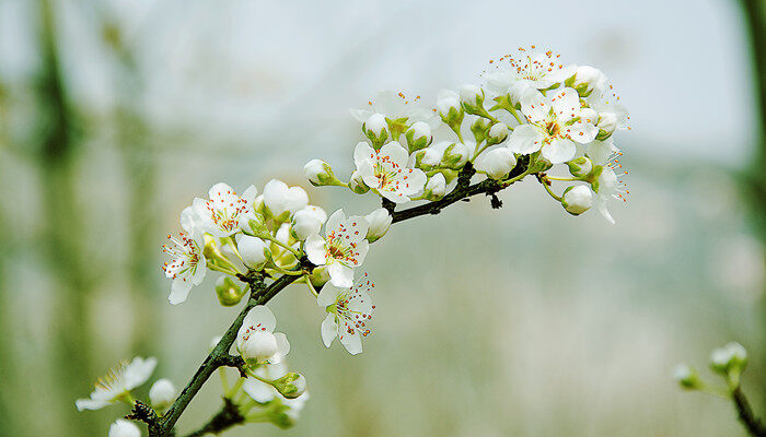 梨花3.jpg 梨花3.jpg