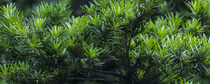 松柏1.jpg 松柏1.jpg