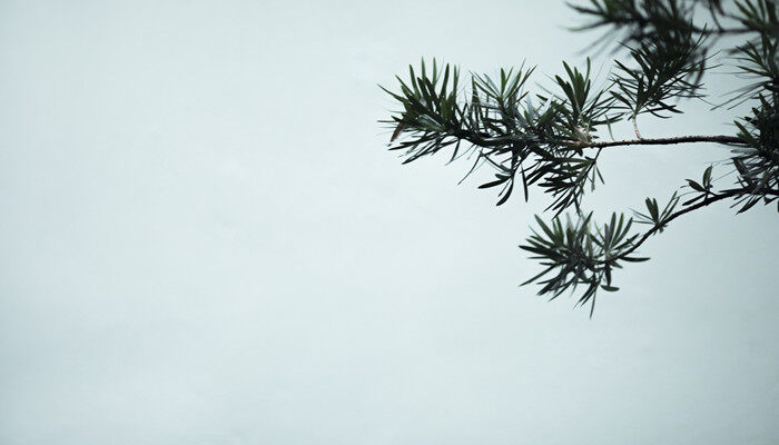 松柏4.jpg 松柏4.jpg