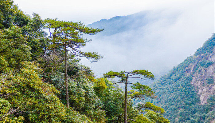 松柏3.jpg 松柏3.jpg