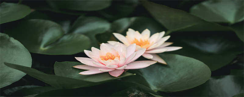 摄图网_501369300_睡莲（企业商用）.jpg