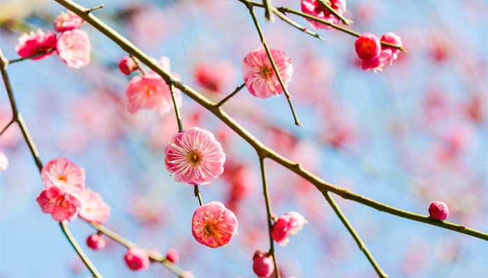 梅花 (5).jpg 梅花 (5).jpg