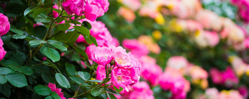 蔷薇花 (3).jpg 蔷薇花 (3).jpg