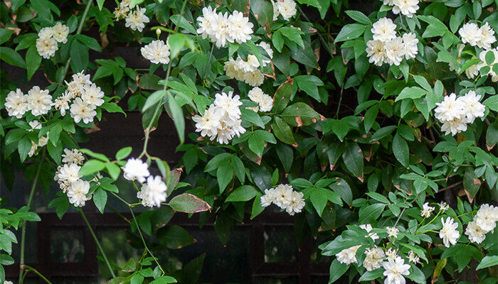 木香花 (4).jpg 木香花 (4).jpg